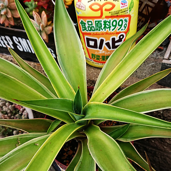 リビング ガーデニング 植物のある暮らし 害虫対策 アースガーデン などのインテリア実例 21 05 07 08 41 55 Roomclip ルームクリップ