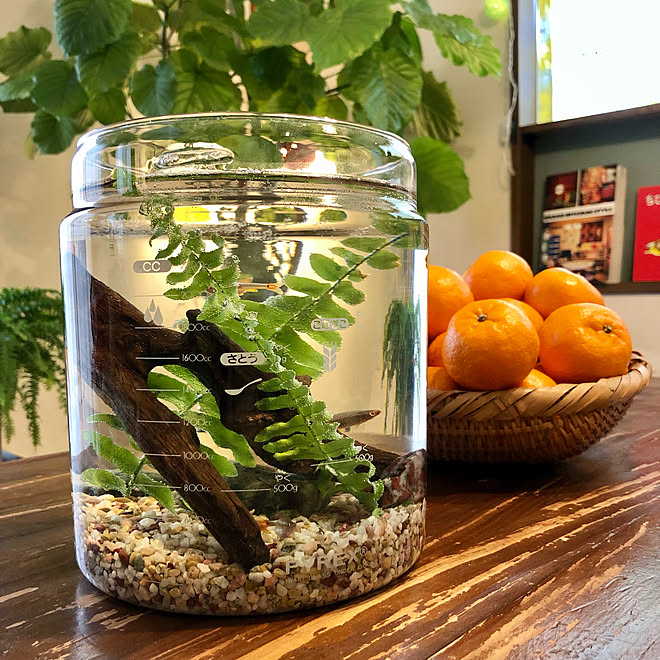 流木 水槽 ウンベラータ 水槽代わり パイレックス などのインテリア実例 22 01 25 15 13 54 Roomclip ルームクリップ