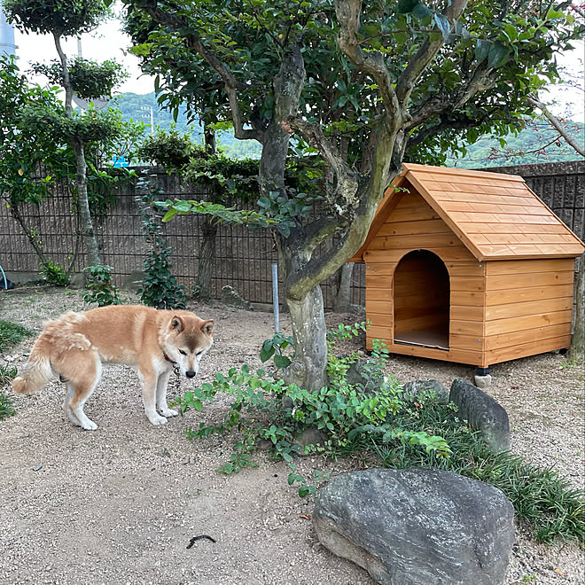 犬舎 別荘暮らし ログハウス風 いぬのいる暮らし 玄関 入り口のインテリア実例 21 07 31 21 49 34 Roomclip ルームクリップ 犬舎 別荘暮らし ログハウス風 いぬのいる暮らし 玄関 入り口のインテリア実例 21 07 31 21 49 34 Roomclip ルームクリップ
