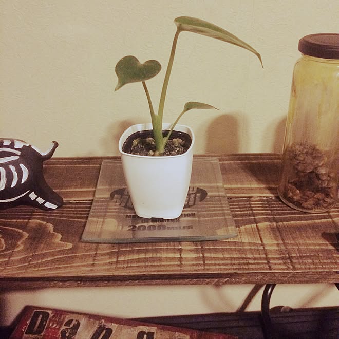 すべての美しい花の画像 ぜいたく観葉 植物 水差し