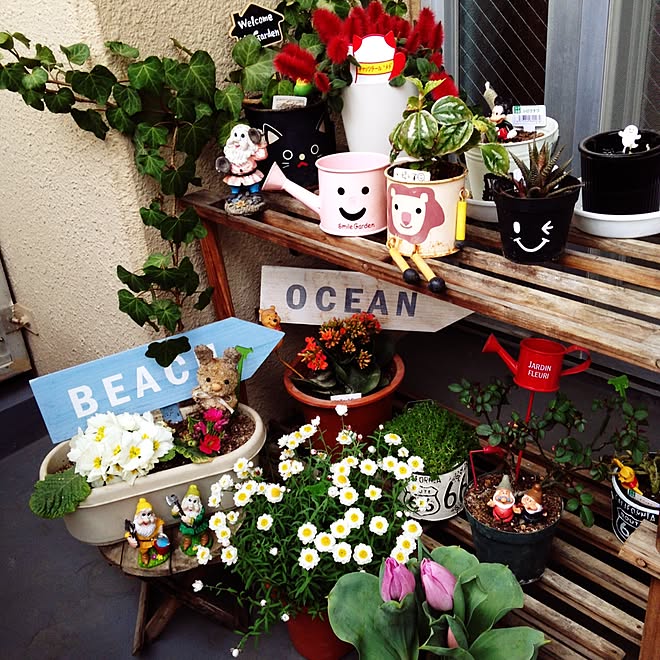 玄関 入り口 ベランダガーデン ミリオンスター アイビー伸び放題 はなかんざし などのインテリア実例 17 03 13 16 34 25 Roomclip ルームクリップ