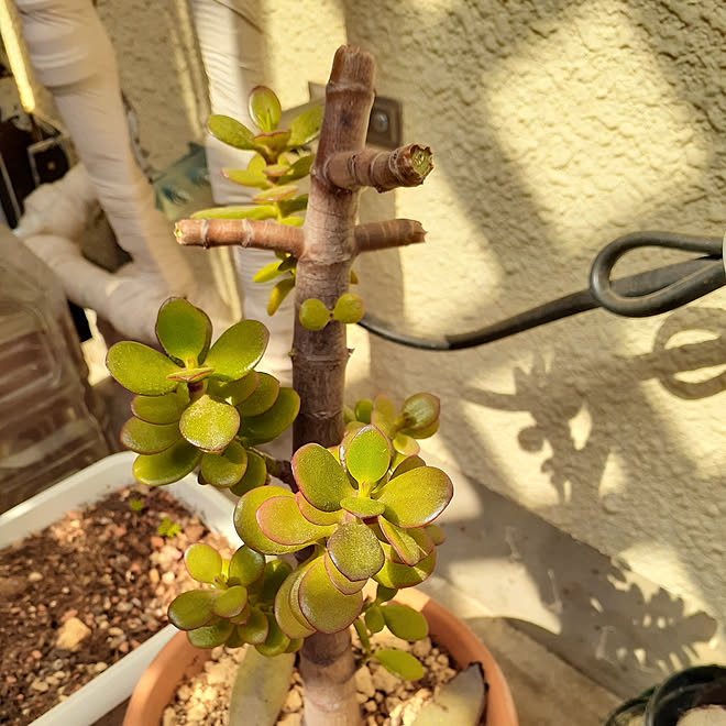 部屋全体 金の成る木剪定 多肉植物 みどりのある暮らし 見ていただきありがとうございます などのインテリア実例 21 04 03 10 30 13 Roomclip ルームクリップ