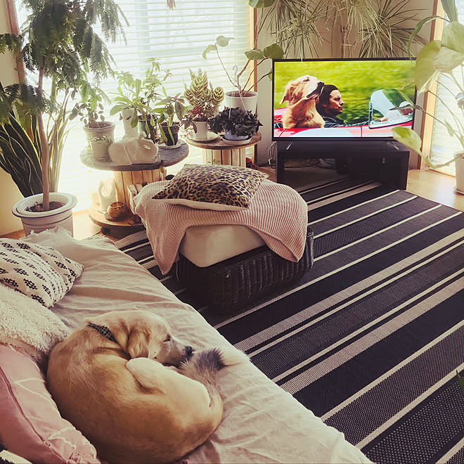 オットマン 犬と暮らす家 ハンターダグラス 観葉植物 Zara Home などのインテリア実例 04 14 11 14 30 Roomclip ルームクリップ