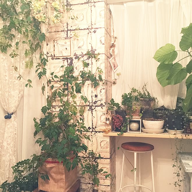 リビング 観葉植物 Diy 壁紙屋本舗 吸気口diy などのインテリア実例 15 10 04 15 49 44 Roomclip ルームクリップ