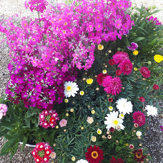 バス トイレ ガーデニング 庭仕事が好き ３月の花 お花が好き などのインテリア実例 21 03 02 10 39 05 Roomclip ルームクリップ