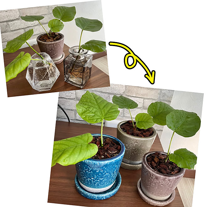 グリーン 土に植え替え 子ウンベ ウンベラータ水挿し ウンベラータ などのインテリア実例 22 09 04 14 36 56 Roomclip ルームクリップ