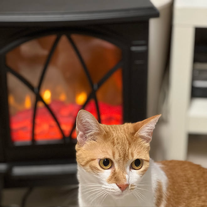 わが家の暖房器具 ストーブ 猫のいる部屋 猫スペース マンション暮らし ねこと暮らす などのインテリア実例 21 12 25 23 21 10 Roomclip ルームクリップ