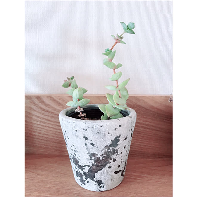 棚 星の王子さま 観葉植物 多肉植物 Diy棚 などのインテリア実例 18 11 25 15 21 19 Roomclip ルームクリップ