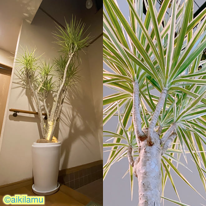 風水インテリア 観葉植物 玄関 入り口のインテリア実例 22 03 06 22 38 25 Roomclip ルームクリップ 風水インテリア 観葉植物 玄関 入り口のインテリア実例 22 03 06 22 38 25 Roomclip ルームクリップ