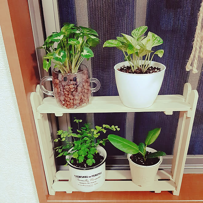 棚 フィカスベンガレンシス アジアンタム すのこdiy 100均 などのインテリア実例 06 23 19 26 44 Roomclip ルームクリップ