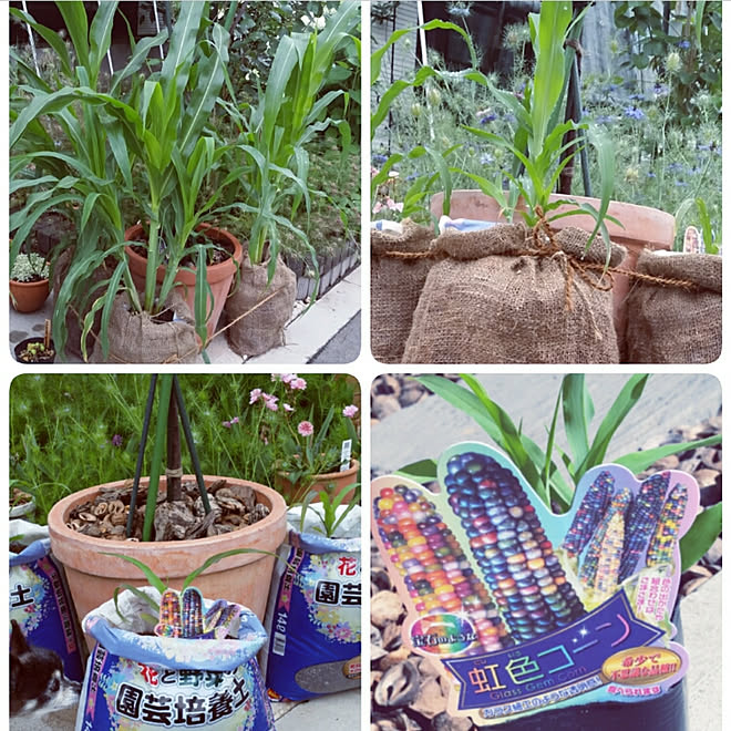 玄関 入り口 園芸用の土 袋栽培 カラフルコーン 虹色コーン グラスジェムコーン などのインテリア実例 2018 06 16 17 25 36 Roomclip ルームクリップ