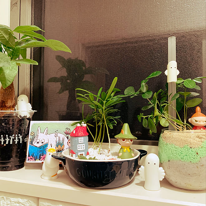 多肉植物 100均 ダイソー Diy バス トイレ などのインテリア実例 11 12 23 09 05 Roomclip ルームクリップ