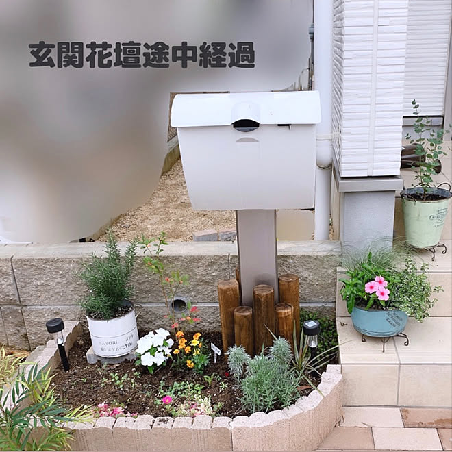 ローズマリー ブルーベリーの木 主婦の暇つぶし 花壇diy 玄関花壇 などのインテリア実例 06 26 13 42 51 Roomclip ルームクリップ
