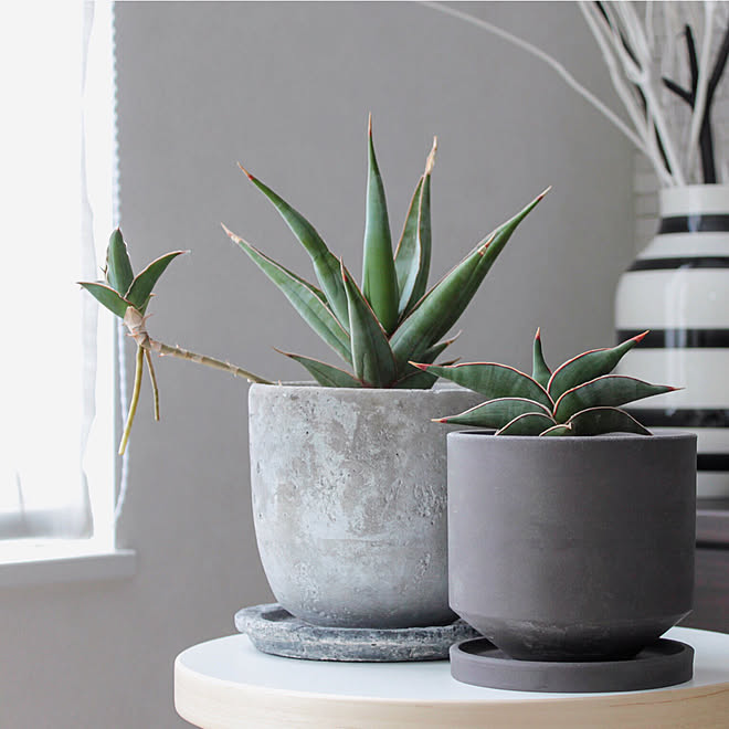 リビング ブログやってます イベント参加中 観葉植物のある部屋 サンスベリア ピングイキュラ などのインテリア実例 18 06 08 13 18 Roomclip ルームクリップ