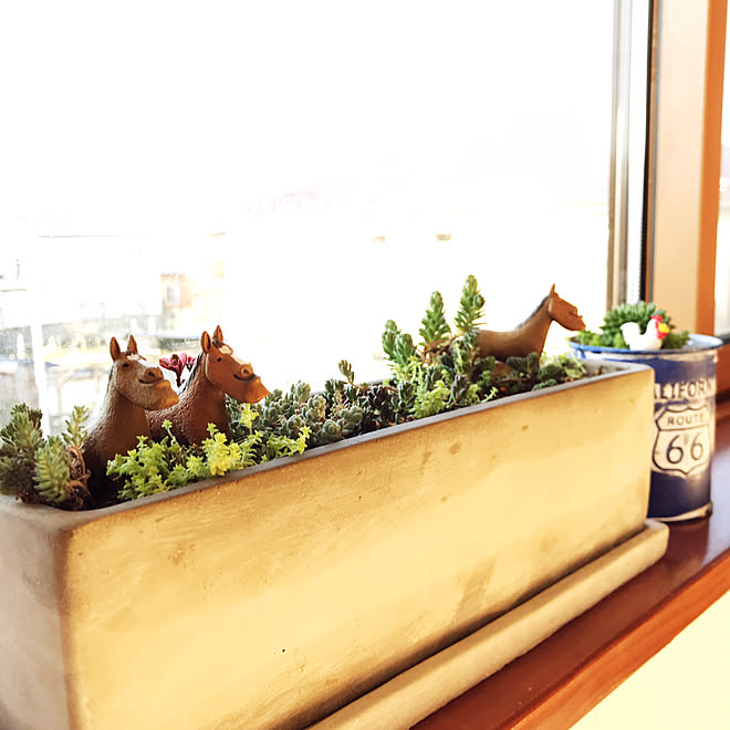 しゃくれるプラネット 100均 多肉植物 ガーデニング ベッド周りのインテリア実例 02 05 09 01 42 Roomclip ルームクリップ