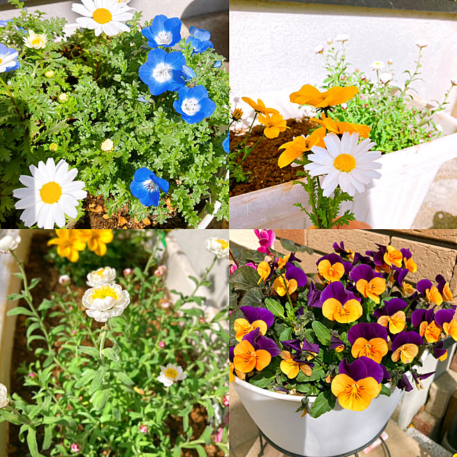寄せ植え お庭 ビオラ ネモフィラ 花かんざし などのインテリア実例 22 03 10 11 24 57 Roomclip ルームクリップ