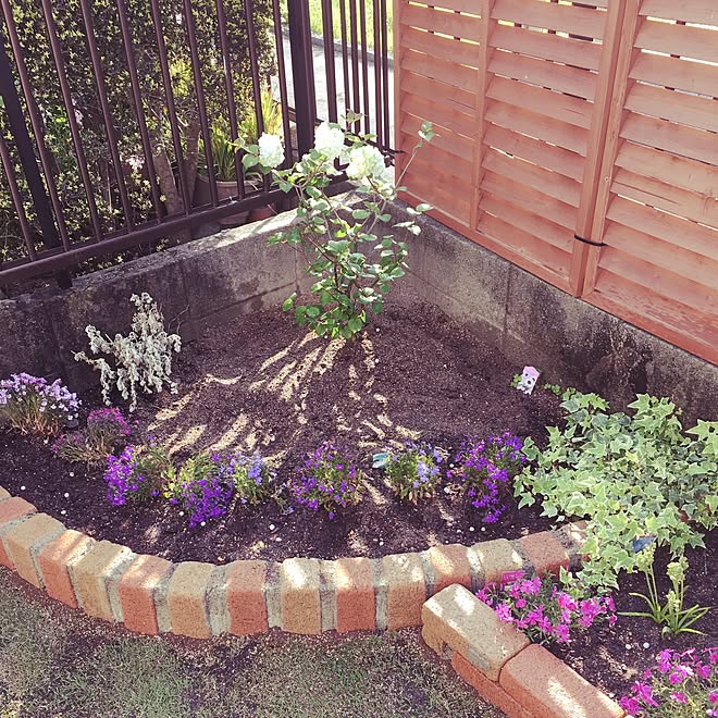 オオデマリ 庭いじり No Green No Life 大人可愛いを目指す ナチュラルガーデン などのインテリア実例 17 04 30 07 58 49 Roomclip ルームクリップ