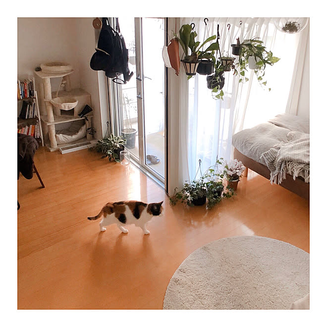 猫のいる部屋 ねこのいる日常 猫のいる生活 猫のいる暮らし お猫様 などのインテリア実例 04 24 13 09 26 Roomclip ルームクリップ