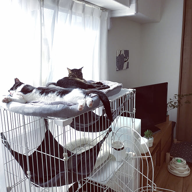 リビング 好きな時間 無印良品 ねこと暮らす 猫と暮らす などのインテリア実例 22 05 27 03 32 37 Roomclip ルームクリップ