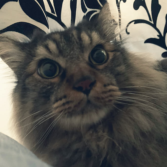 猫 の ゴロゴロ 音 アプリ