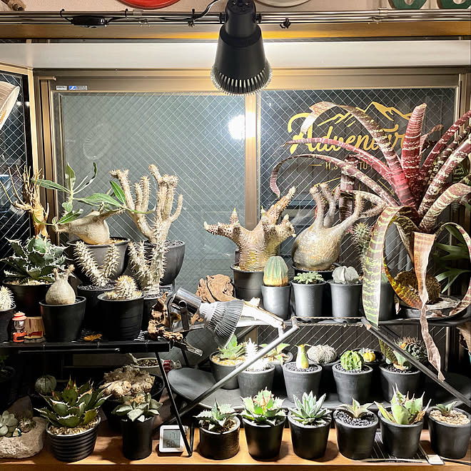 ビザールプランツ 植物のある暮らし 植物 ブラック 植物育成ライト などのインテリア実例 22 03 25 22 45 49 Roomclip ルームクリップ