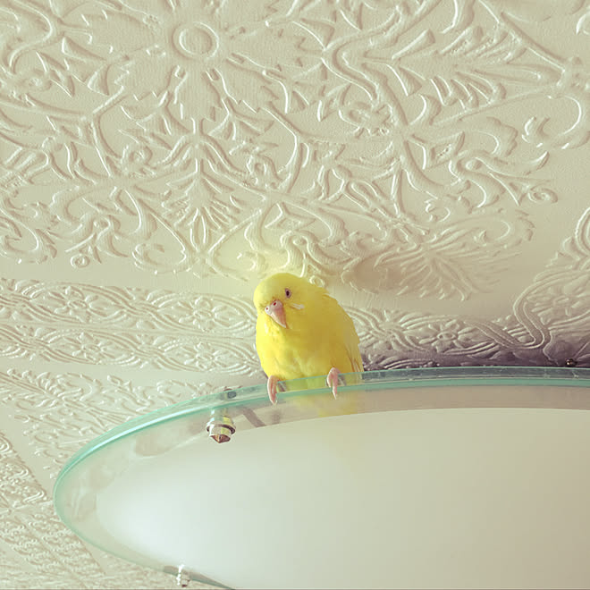 シーリングライト セキセイインコ リビングのインテリア実例 2019 07 シーリングライト セキセイインコ リビングのインテリア実例 2019 07