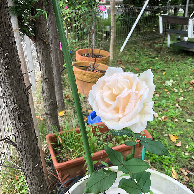 お庭 秋 薫乃 京成バラ園 バラ などのインテリア実例 21 09 27 11 41 34 Roomclip ルームクリップ