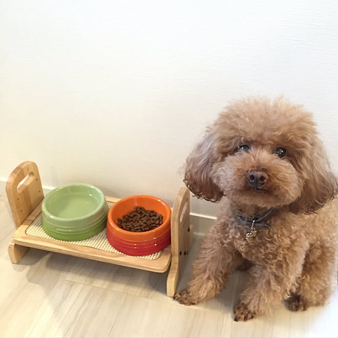 キッチン 犬の食器 食器 ルクルーゼ 犬 などのインテリア実例 16 10 06 15 56 08 Roomclip ルームクリップ