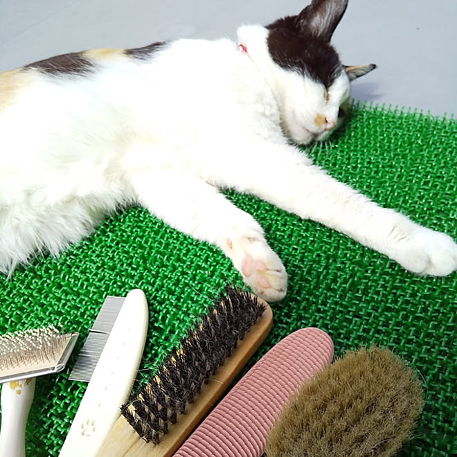 リビング ベランダ ねこじゃすり 豚毛ブラシ 100均 などのインテリア実例 21 07 16 10 00 42 Roomclip ルームクリップ