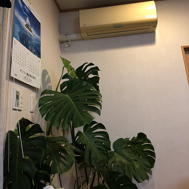 Daikin エアコン 観葉植物 リビングのインテリア実例 19 07 08 23 39 25 Roomclip ルームクリップ