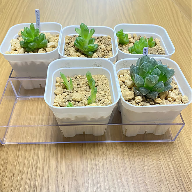株分け セリア 多肉植物 いつもいいね ありがとうございます 植物のある暮らし などのインテリア実例 21 04 02 14 36 32 Roomclip ルームクリップ 株分け セリア 多肉植物 いつもいいね ありがとうございます 植物のある暮らし などのインテリア実例 21 04 02 14 36 32 Roomclip ルームクリップ