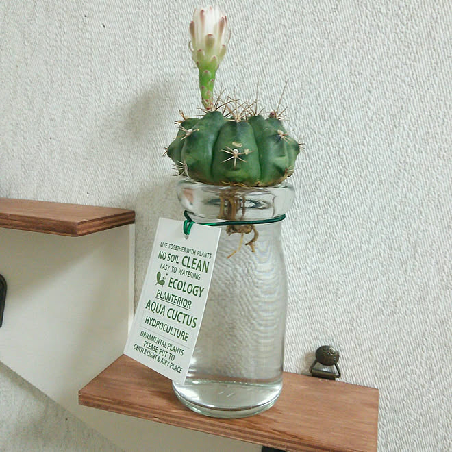 観葉植物 ハイドロカルチャー アクアカクタスs サボテン 植物セット 超目玉 サボテン