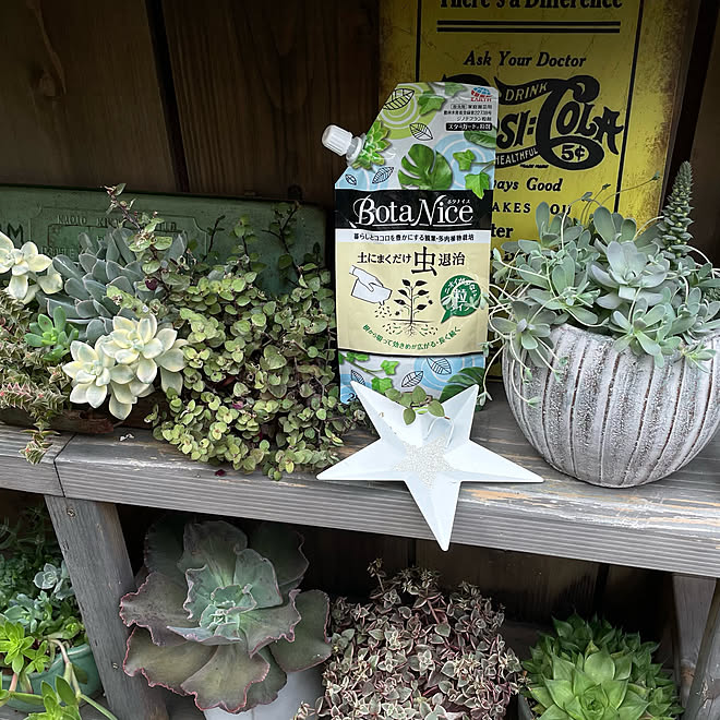 Botanice 虫対策 植物のある暮らし 多肉植物 観葉植物 などのインテリア実例 22 07 08 09 50 05 Roomclip ルームクリップ