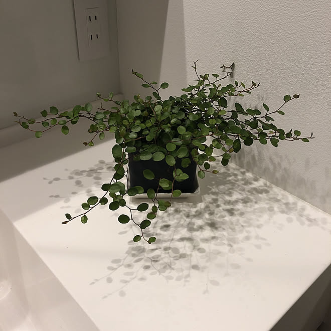 ダイソー 観葉植物のある暮らし 観葉植物 ワイヤープランツ 洗面所 などのインテリア実例 05 27 21 33 27 Roomclip ルームクリップ