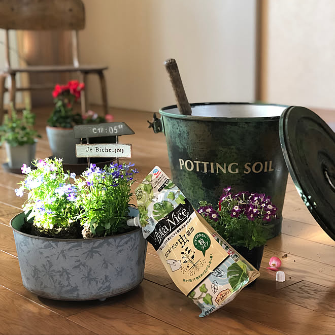 2019.5.11☀︎/BotaNice/多肉植物/観葉植物/Botanical life ...などのインテリア実例 - 2019-05-11 06:04:55