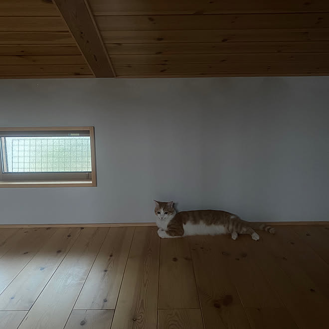 屋根裏寝室 ロフト寝室 屋根裏部屋のある家 ロフトのある部屋 ねこのいる風景 などのインテリア実例 22 04 14 06 30 06 Roomclip ルームクリップ