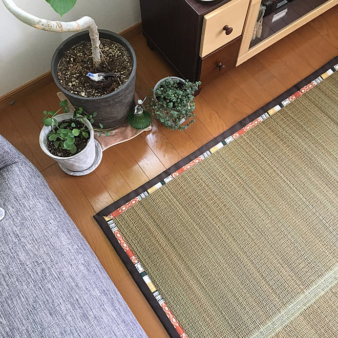 島忠/賃貸インテリア/大東建託/い草ラグ/みどりの雑貨屋さん&hellip;などのインテリア実例 20200514 143851
