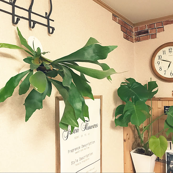 壁 天井 ダイソー観葉植物 モンステラ 板壁diy コウモリラン などのインテリア実例 18 01 10 18 55 19 Roomclip ルームクリップ