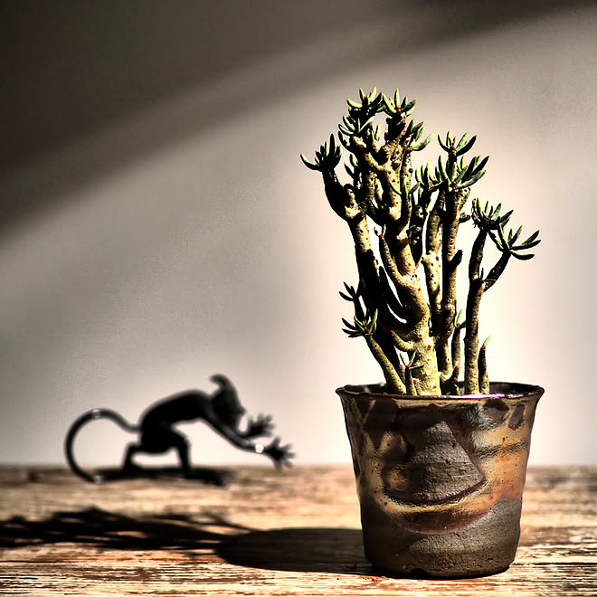 信楽焼 鉄釉 山野草鉢 脳内嫁参上 冬型塊根植物 などのインテリア実例 12 28 23 26 09 Roomclip ルームクリップ