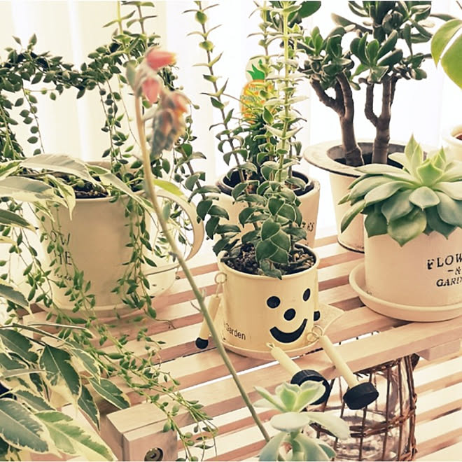 リビング 観葉植物 多肉植物 多肉植物の花 癒し などのインテリア実例 21 05 30 13 50 34 Roomclip ルームクリップ