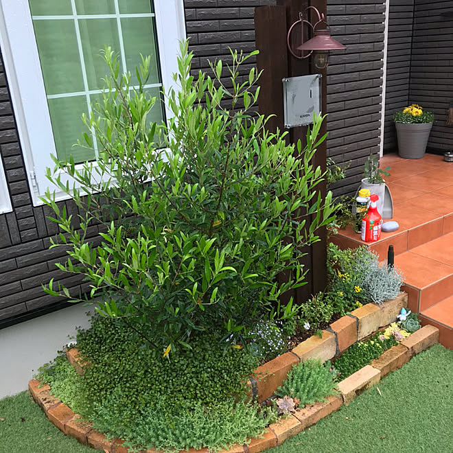 門柱 多肉植物 オリーブ１年目 オリーブ シンボルツリー などのインテリア実例 05 17 17 11 44 Roomclip ルームクリップ