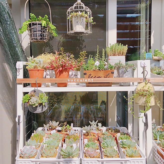 落下防止柵diy 落下防止 ベランダ多肉棚 ベランダ多肉 ベランダガーデニング などのインテリア実例 21 10 16 14 12 17 Roomclip ルームクリップ