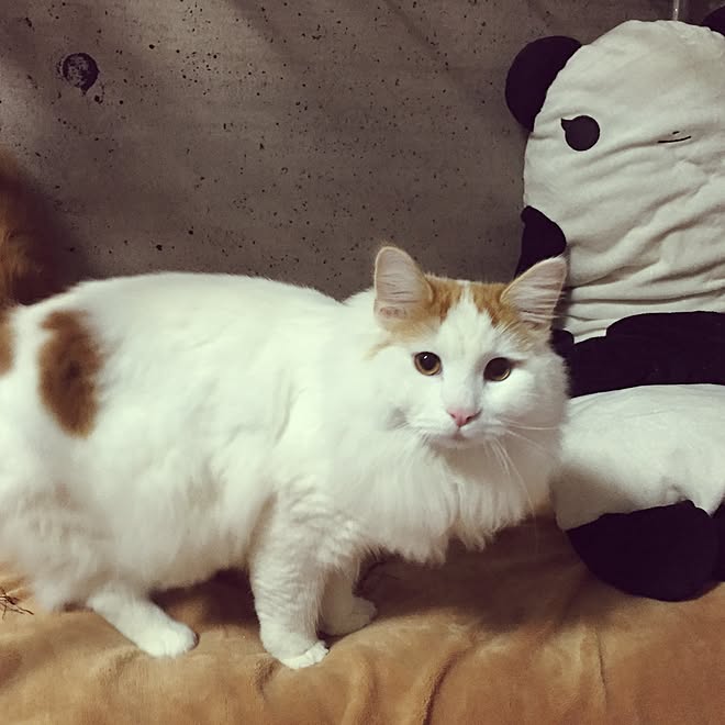 ベッド周り ノルウェージャンフォレストキャット 築年 モダン コンクリートの壁紙 などのインテリア実例 15 02 22 19 44 03 Roomclip ルームクリップ