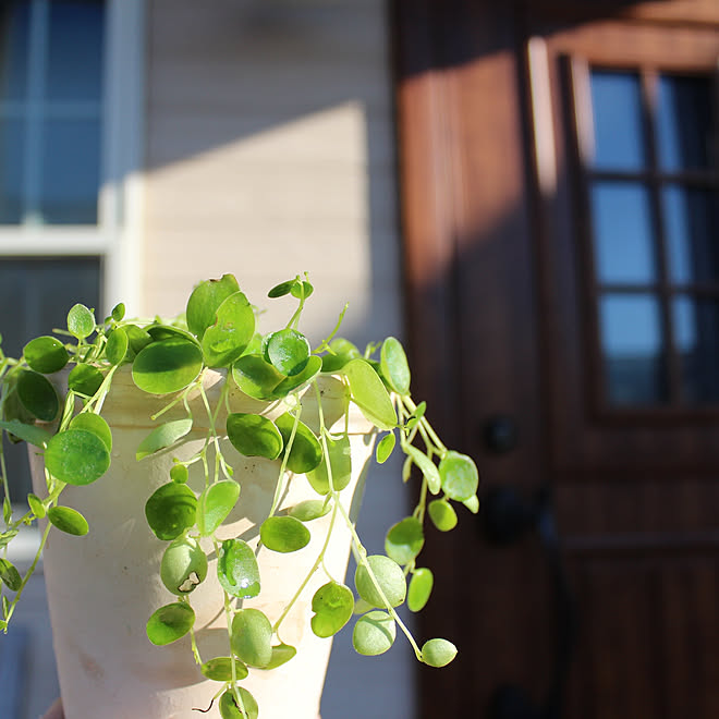 玄関 入り口 ぺぺロミアジェミニ 観葉植物のある暮らし ペペロミア ペペロミア ジェミニのインテリア実例 18 11 15 14 46 12 Roomclip ルームクリップ