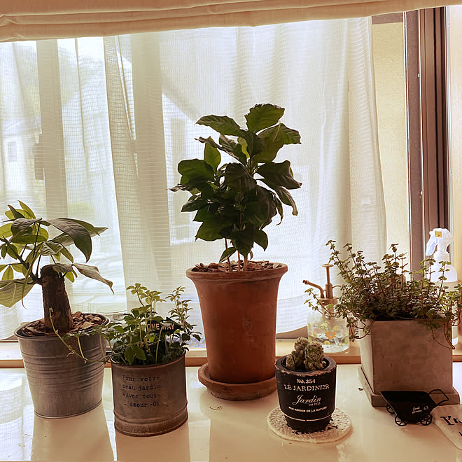カインズ コーナン 雑貨 観葉植物 植物 などのインテリア実例 04 14 56 49 Roomclip ルームクリップ