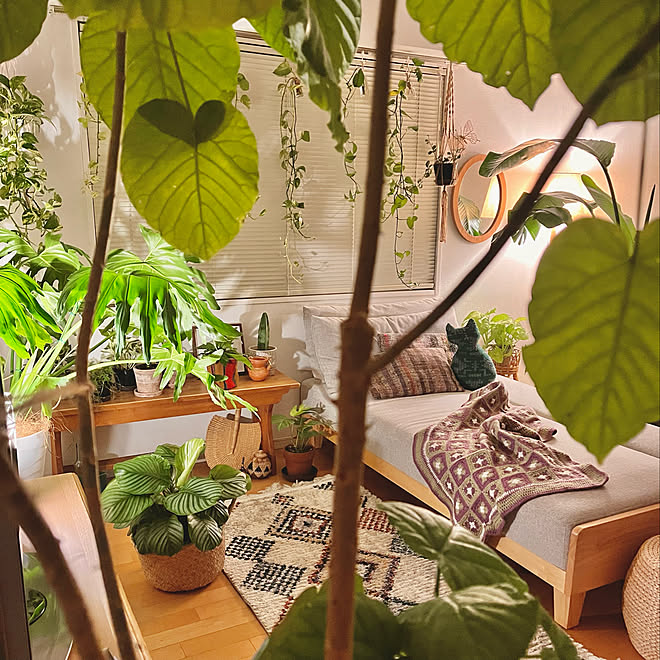 カラテアオルビフォリアの花咲いたよ 手編みのブランケット 秋の模様替え おセンチ中 観葉植物のある暮らし などのインテリア実例 22 09 03 11 27 37 Roomclip ルームクリップ