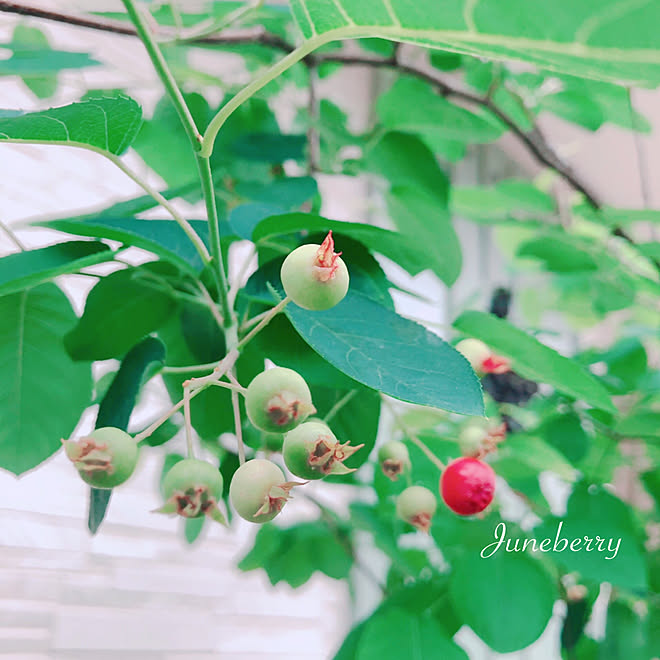 シンボルツリー ジューンベリーの実 ジューンベリーの木 ジューンベリー 花のある暮らし などのインテリア実例 22 05 16 10 10 08 Roomclip ルームクリップ