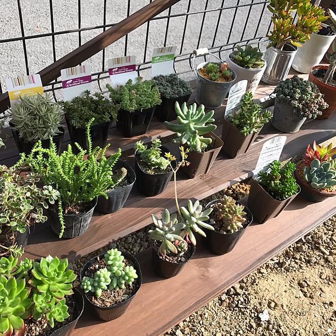 棚 多肉植物 多肉女子 多肉中毒 長崎多肉女子部 などのインテリア実例 17 06 10 00 21 19 Roomclip ルームクリップ