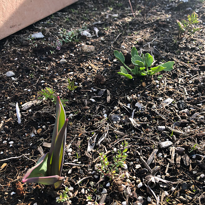 ラナンキュラス アネモネ 球根から 花のある暮らし いつもいいね ありがとうございます などのインテリア実例 22 03 10 09 07 33 Roomclip ルームクリップ