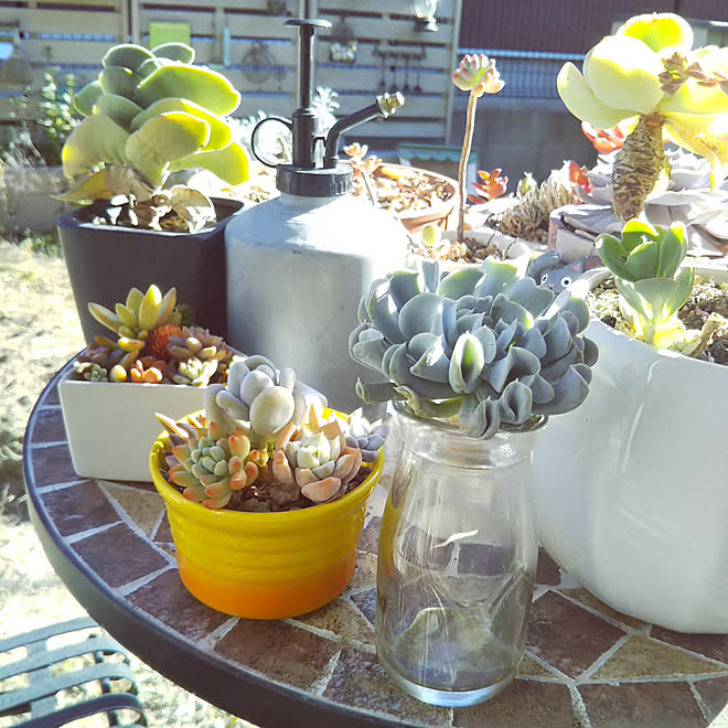 玄関/入り口/観葉植物/多肉植物/多肉植物のある暮らし/トップシータービー...などのインテリア実例 - 2020-03-25 16:00:59
